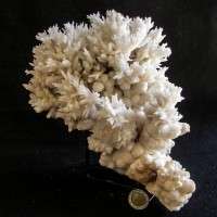 ARAGONITE CORALLOIDE
