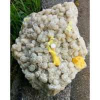 ARAGONITE BIANCA CON ZOLFO