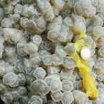 ARAGONITE BIANCA CON ZOLFO