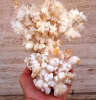 Aragonite Coralloide